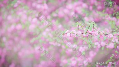 花丛里一支粉色山桃花枝桠特写